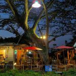 ร้านอาหาร ร่มไม้