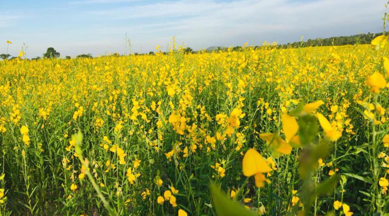 ทุ่งปอเทือง เมืองเก่าชัยบุรี